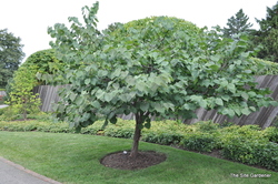Cercis canadensis 'Appalachian Red' — photo 4